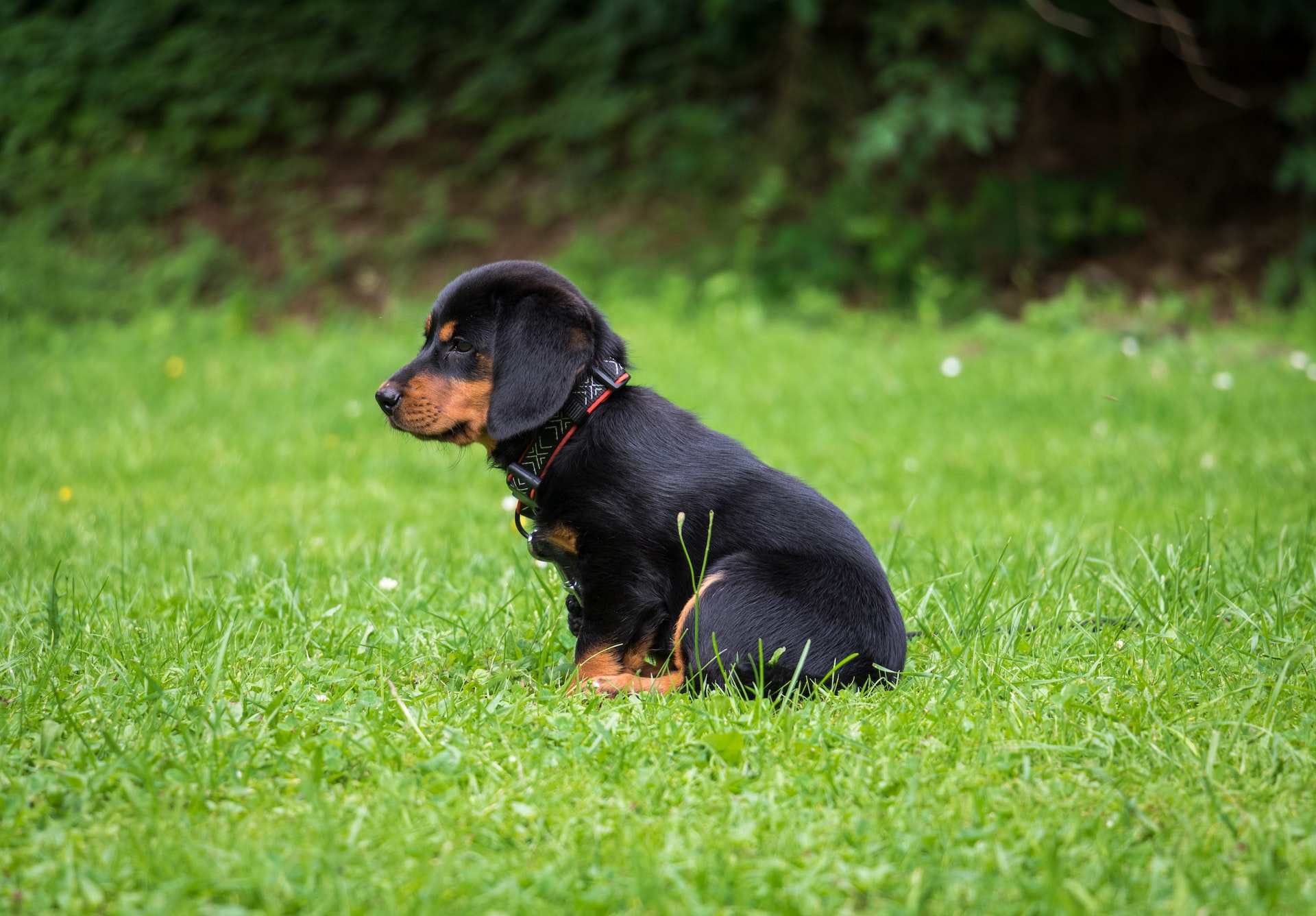 Hund som tittar ut över bergen